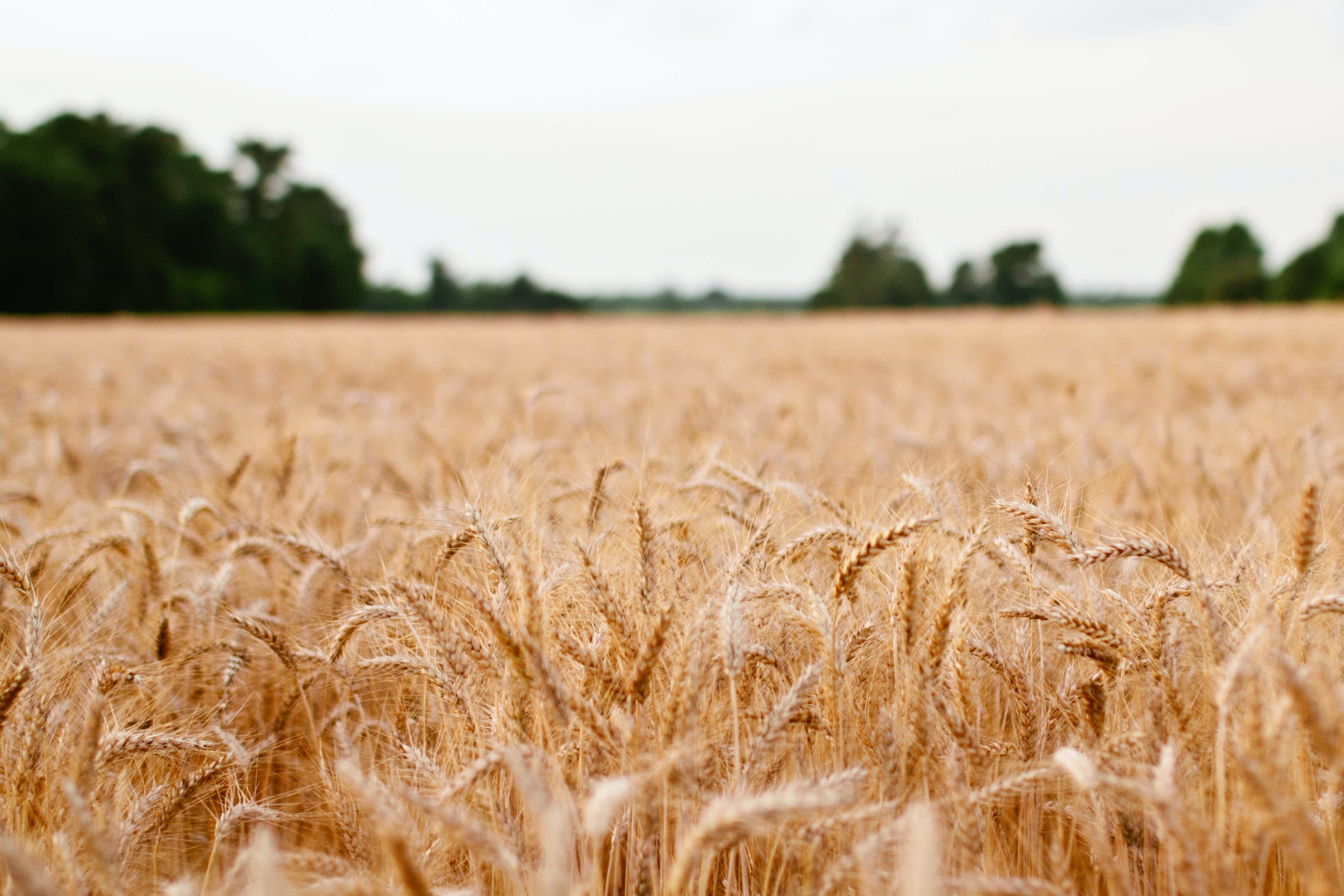 Qu’est-ce que le gluten ?